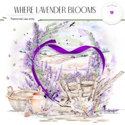 Where lavender blooms