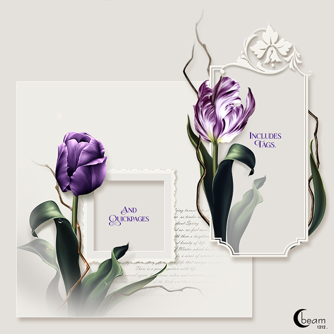 Moonbeam's "Just Purple Tulips" (FS/CU) - Click Image to Close
